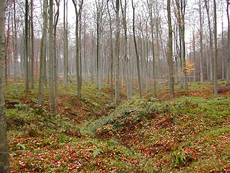 Zoniënwoud